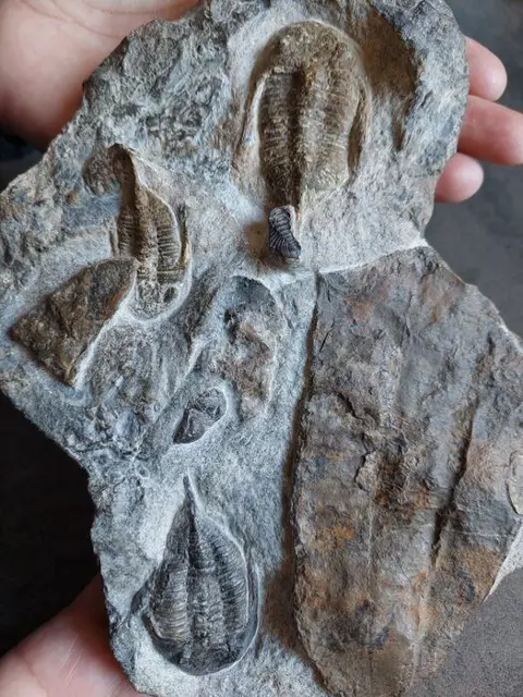 Mooie trilotplaat met 3 trilobieten en conularia - Matrix