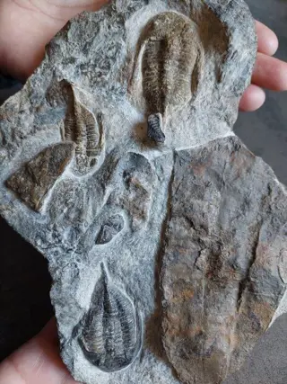 Mooie trilotplaat met 3 trilobieten en conularia - Matrix