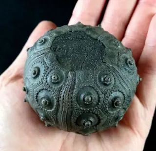 Indrukwekkende zee-egel!!! - Uitzonderlijk formaat, 63mm!!!