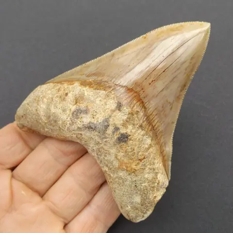 Megalodon Shark - Tooth - Carcharocles megalodon -