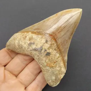 Megalodon Shark - Tooth - Carcharocles megalodon -