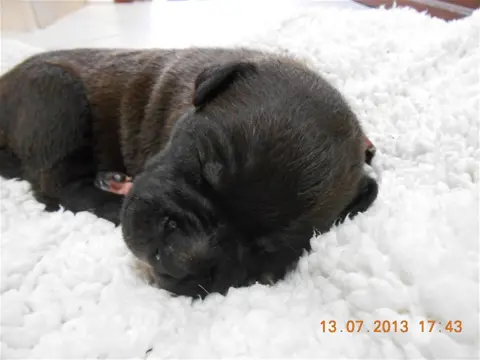 Amerikaanse staford pups