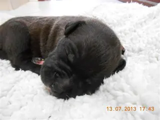 Amerikaanse staford pups