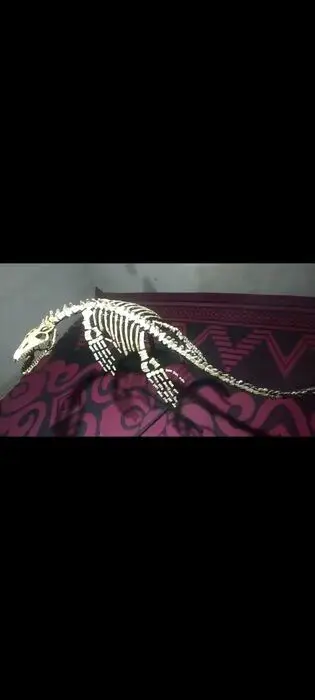 Zeereptiel - esqueleto - mosasaurio-esqueleto - 100×90×200