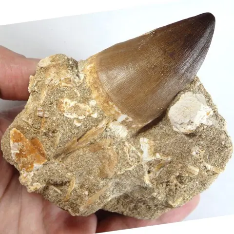 Mosasaurus - Tand in matrix Tand is 55 mm - Prognatodon