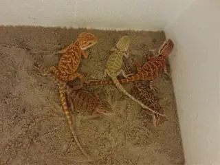 Jonge baardagamen met certificaat