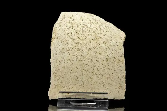 Olifantsvogel - Portie ei - Aepyornis maximus - 77×62×3 mm