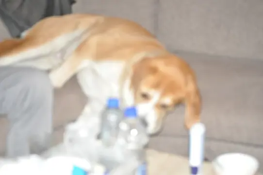 broertje en zusjes gezocht van mijn hond