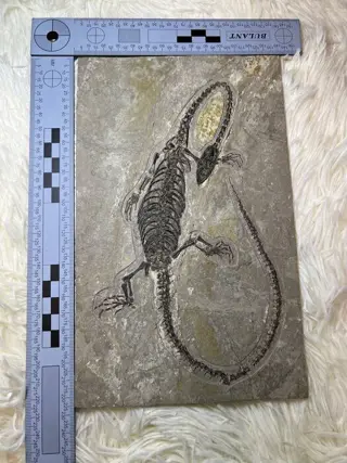 Hyphalosaurus - Bot - 23×14×1.2 cm