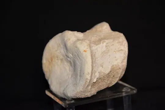 Echte dinosauruswervel - - Op matrix - Plesiosaurus