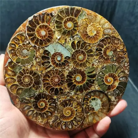 Ammonietfossiel Cleoniceras sp. - 112×112×6 mm