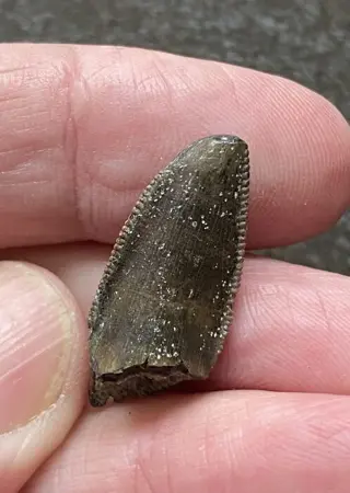 Dinosaurus - Tand - Majungasaurus crenatissimus - 2.5×1.2×1