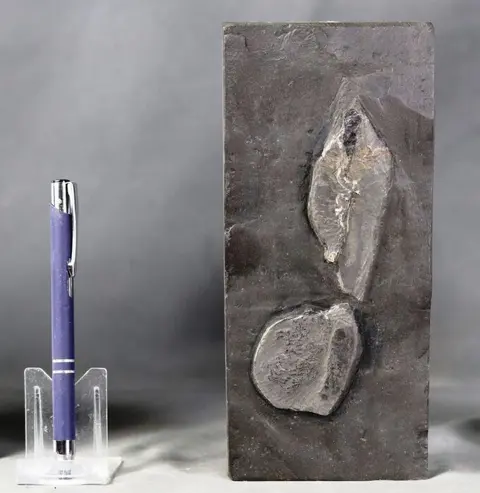 Een inktvis met haken en inktzak - Op matrix -