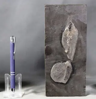 Een inktvis met haken en inktzak - Op matrix -