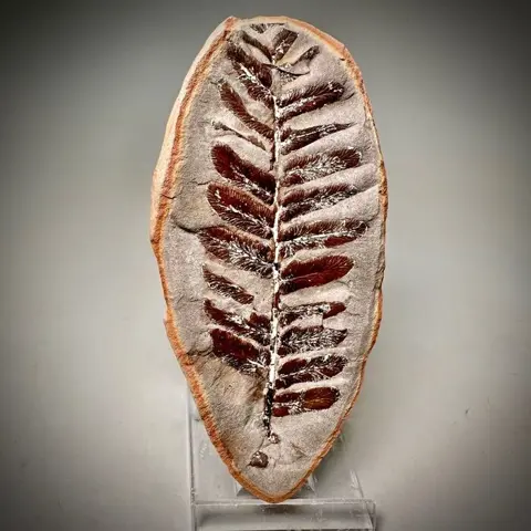 Prachtige grote fossiele varen Mazon Creek, Illinois - Op