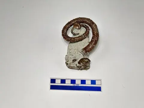 Vermanen - Scalarites scalaris e Scaphite sp. - 9×8×7 cm