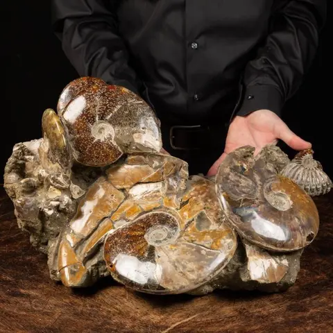 Buitengewone agglomeratie van ammonieten - 21 KG. -