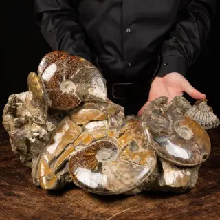 Buitengewone agglomeratie van ammonieten - 21 KG. -