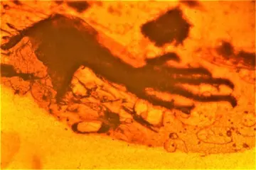 Grote zeldzaamheid - HAGEDIS poot met 5 vingers 1,2 cm en