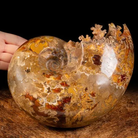 Grote Ammoniet - Ammonite Phylloceratida - 240×180×120 mm