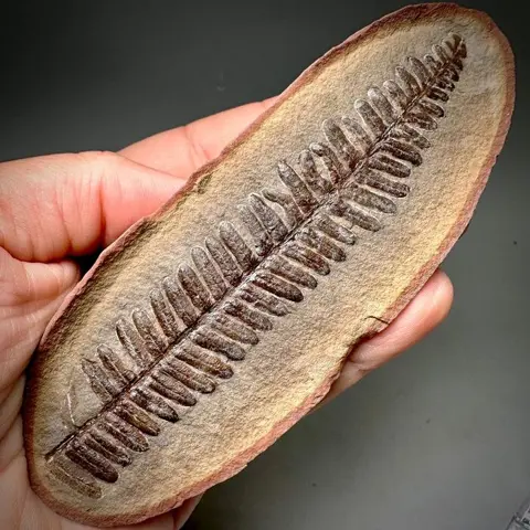 Prachtige grote fossiele witte varen Mazon Creek, Illinois