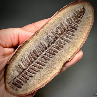 Prachtige grote fossiele witte varen Mazon Creek, Illinois