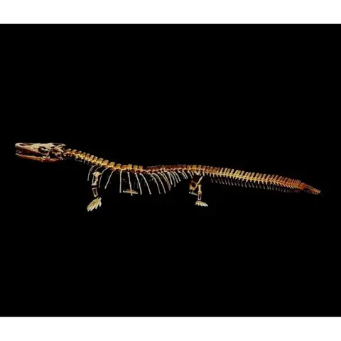 Zeereptiel - Gereconstrueerd geraamte - Tethysaurus nopcsai