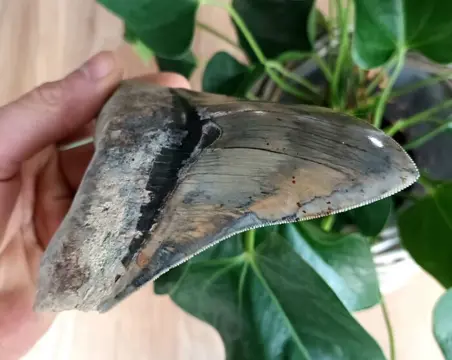 Megalodon - Tand - *Two tone* - 144×110×28 mm