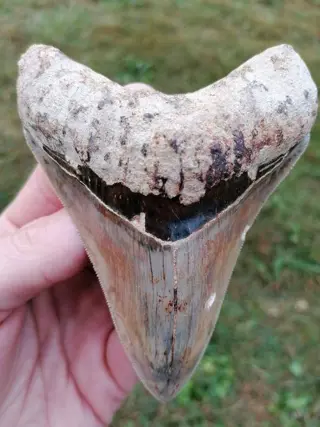 Geweldige tand Megalodon bijna perfect!!! - Tand -