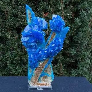 Large XXXL blue chalcantite on gypsum matrix - 28×17×5 cm -
