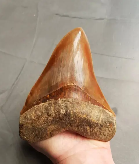 Megalodon - XXL - top quality - Tand - 145×113×29 mm