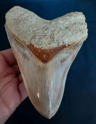 Megalodon - Tand - very big Indonesian MEGALODON TOOTH/ZAHN