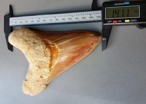 *big lower jaw* Megalodon - Tand - 142×104×31 mm