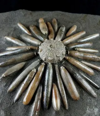 Enorme fossiele zee-egel van hoge kwaliteit !!! - schild