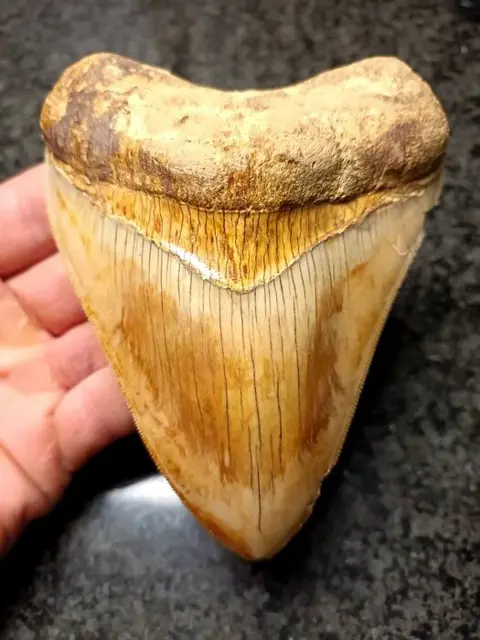 Megalodon - Tand - 117×90×26 mm