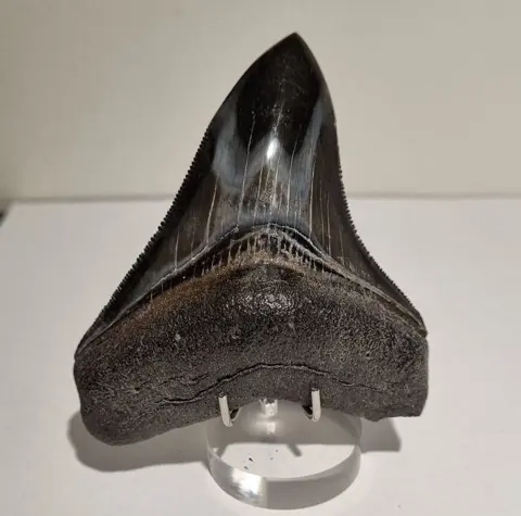 Megalodon - Tand - Carcharocles Megalodon - Gepolijst -