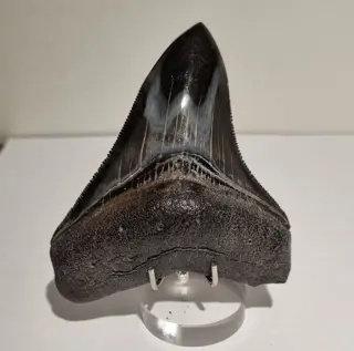 Megalodon - Tand - Carcharocles Megalodon - Gepolijst -