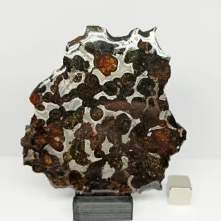 XL doorschijnende PALLASITE meteoriet. SERICHO (Kenia