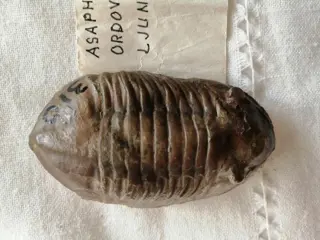 Trilobiet - Schild - 8×4×1.5 mm