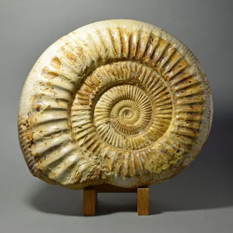 Ammoniet met parelmoer schelp - Prososphinctes sp.