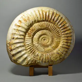 Ammoniet met parelmoer schelp - Prososphinctes sp.