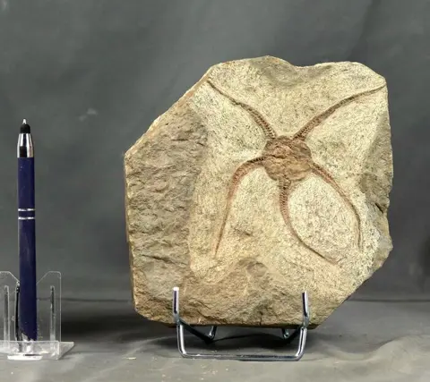 Gigantische Brittle-ster - Op matrix - Zeer gedetailleerd -