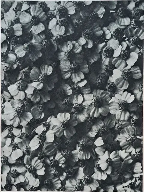 Karl Blossfeldt (1865-1932) - Achillea millefolium La