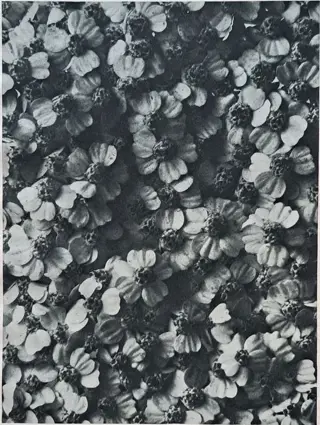 Karl Blossfeldt (1865-1932) - Achillea millefolium La