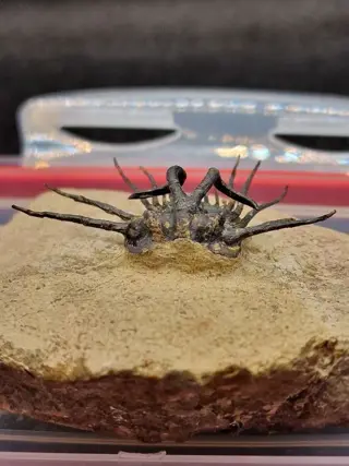 Trilobiet - Op originele matrix - Dicranurus monstrosus -