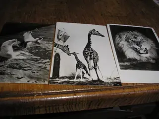 Rotterdam - Blijdorp