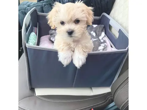 Lieve Maltipoo-puppy's, thuis opgegroeid.