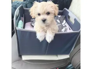 Lieve Maltipoo-puppy's, thuis opgegroeid.