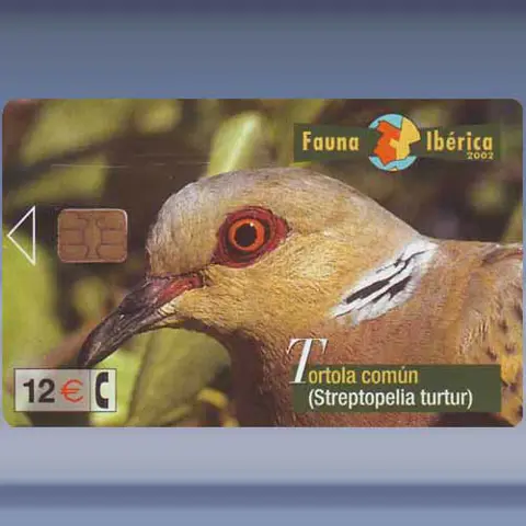 Tortola Comun (2002)