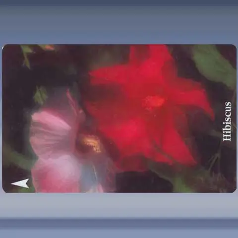 Hibiscus (1994)